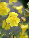 Yellow Monkey Flower 10